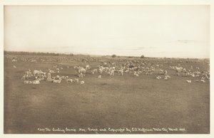 लैम्बिंग कैंप, 1894।