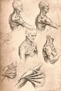 शारीरिक ड्राइंग, c1472-c1519 1883 द्वारा लियोनार्डो दा विंची