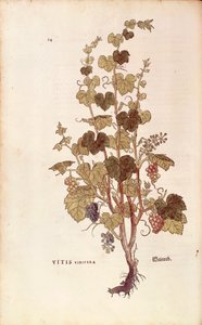 अंगूर की बेल (Vitis vinifera) लियोनहार्ट फुच्स द्वारा डी हिस्टोरिया स्टिरपियम कमेंटरी इन्सिग्नेस (पौधों के इतिहास पर उल्लेखनीय टिप्पणियां), रंगीन उत्कीर्णन द्वारा लियोनहार्ड फुच्स