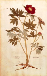 Peony - Paeonia officinalis (Paeonia foemina) लियोनहार्ट फुच्स द्वारा डी हिस्टोरिया स्टिरपियम कमेंटरी इन्सिग्नेस (पौधों के इतिहास पर उल्लेखनीय टिप्पणियां), रंगीन उत्कीर्णन द्वारा लियोनहार्ड फुच्स