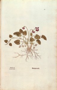वायलेट (वायोला गंध) लियोनहार्ट फुच्स द्वारा डी हिस्टोरिया स्टिरपियम कमेंटरी इन्सिग्नेस (पौधों के इतिहास पर उल्लेखनीय टिप्पणियां), रंगीन उत्कीर्णन द्वारा लियोनहार्ड फुच्स