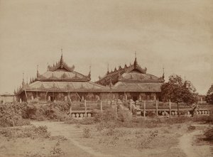 अमेरापुरा: पाई रोड क्यूंग द्वारा लिनिअस ट्राइप