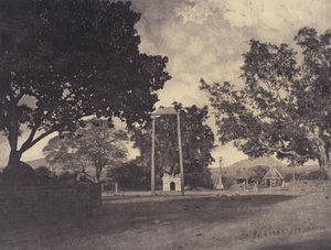  द्वारा लिनिअस ट्राइप