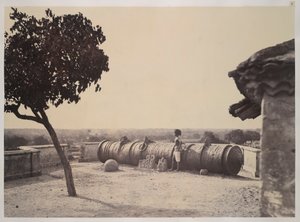  द्वारा लिनिअस ट्राइप