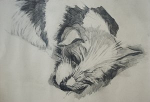 जैक रसेल, 2015