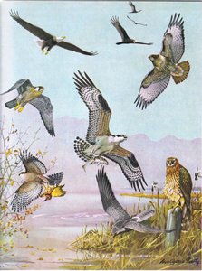 बाल्ड ईगल, टर्टल वल्चर, ईस्टर्न रेड टेल्ड हॉक, डक हॉक, अमेरिकन ऑस्प्रे, मार्श हॉक द्वारा लुइस अगासिज़ फुर्टेस