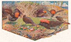 माली बोवर बर्ड्स, 1911, 1911