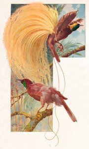 स्वर्ग के महान पक्षी, 1910, 1911
