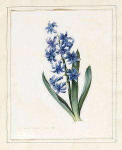 हायसिंथ, 1826 (वेल्लम पर कुछ बॉडीकोल के साथ डब्ल्यूसी)