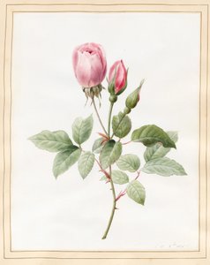 पिंक रोज़ एंड बड्स, 1826 (वेल्लम पर कुछ बॉडीकोल के साथ wc)