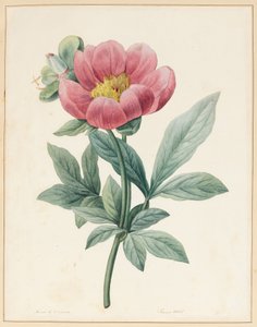 Pocono पुरुष, Herbacious, 1826