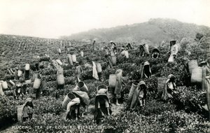 प्लकिंग टी, अप-कंट्री एस्टेट, सीलोन, c.1900-1930 (b/w फोटो)