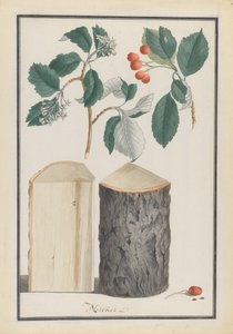 एक व्हाइटबीम सॉर्बस सबजेनस एरिया, 1788 की पत्तियों, फूलों, फलों और ट्रंक का अध्ययन। द्वारा लुडविग फ्लेगर