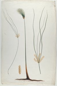 जेम्स अबीसिनियन ब्रूस (1730-94) के बाद पैपीरस (पौधा और जड़ विस्तार), (डब्ल्यूसी पर ग्रेफाइट से अधिक)