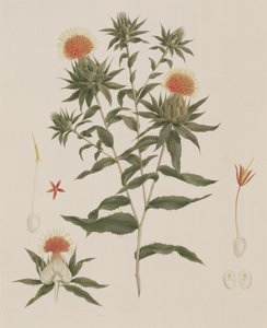 सुसा (पत्तियां, फूल और विवरण) पूर्व में जेम्स ब्रूस (1730-94) के लिए जिम्मेदार थे (कागज पर ग्रेफाइट से अधिक)