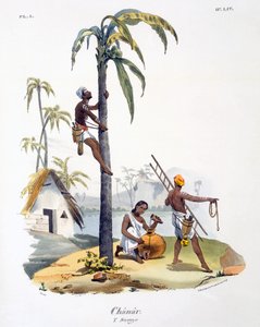1827-35 ताड़ के पेड़ पर चढ़कर नादर जाति का एक आदमी