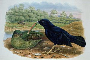 Ptilonorhyncus Violaceus, Satin Bowerbird द्वारा एम। हार्ट