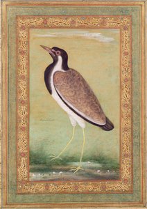 भारतीय लैपविंग, c.1800 द्वारा मंसूर