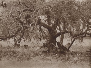 एक खाँसी पर आराम करें द्वारा मार्कसवेल मैक्सवेल