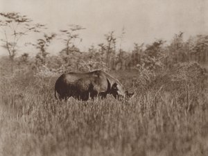 ब्राउजिंग द्वारा मार्कसवेल मैक्सवेल