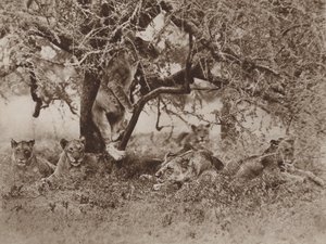 क्या शेर पेड़ों पर चढ़ते हैं , कैमरे जवाब देते हैं