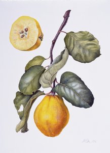Quince (कागज पर पानी के रंग का)