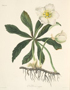 ब्लैक हेलेबोर या क्रिसमस रोज़, सीज़न्स के फ्लोरल इलस्ट्रेशन से, पब से। 1829 (हाथ के रंग का उत्कीर्णन) द्वारा मार्गरेट रोसको