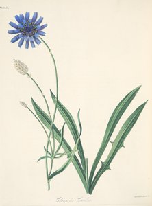 ब्लू कैटैनच, सीज़न्स के फ्लोरल इलस्ट्रेशन, पब से। 1829 (हाथ के रंग का उत्कीर्णन) द्वारा मार्गरेट रोसको