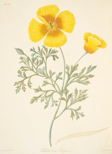 कैलिफ़ोर्निया ईशचोल्ट्ज़िया, सीज़न्स के पुष्प चित्रण, पब से। 1829 (हाथ के रंग का उत्कीर्णन) द्वारा मार्गरेट रोसको