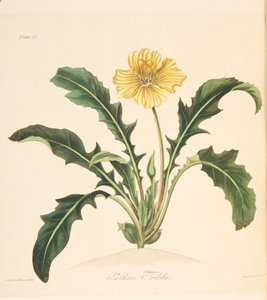 Dandelion ने इवनिंग प्रिमरोज़ को सीज़न किया, सीज़न्स के पुष्प चित्रण से 1829 (हाथ के रंग का उत्कीर्णन) द्वारा मार्गरेट रोसको