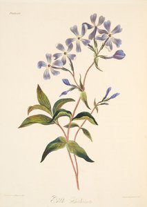 अर्ली फ्लावरिंग लाइकेनिडा, सीज़नल, पब के फ्लोरल इलस्ट्रेशन से 1829 (हाथ के रंग का उत्कीर्णन)