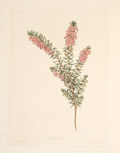 मांस के रंग का, जल्दी बहने वाला हीथ, सीज़न के पुष्प चित्रण, पब से। 1829 (हाथ के रंग का उत्कीर्णन) द्वारा मार्गरेट रोसको