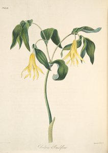 बड़े फूल वाले बेल्वॉर्ट, सीज़न्स के फ्लोरल इलस्ट्रेशंस से 1829 (हाथ के रंग का उत्कीर्णन)