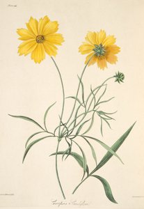 सीज़न, पब के फ्लोरल इलस्ट्रेशन से बड़े फूल वाले टिकिया 1829 (हाथ के रंग का उत्कीर्णन)