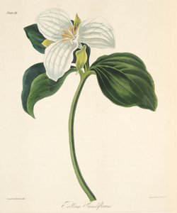 बड़े फूल वाले ट्रिलियम, सीज़न के पुष्प चित्र, पब से 1829 (हाथ के रंग का उत्कीर्णन)