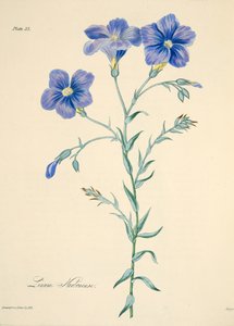 नर्बोने फ्लैक्स, सीज़न्स के फ्लोरल इलस्ट्रेशन से, पब से। 1829 (हाथ के रंग का उत्कीर्णन) द्वारा मार्गरेट रोसको