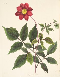 लाल डाहलिया, सीज़न के पुष्प चित्रण, पब से। 1829 (हाथ के रंग का उत्कीर्णन)
