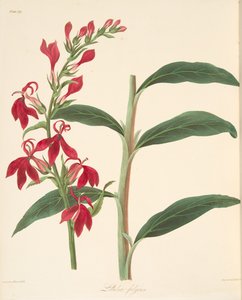 रेबलेंट लोबेलिया, सीज़न्स के पुष्प चित्रण, पब से। 1829 (हाथ के रंग का उत्कीर्णन) द्वारा मार्गरेट रोसको