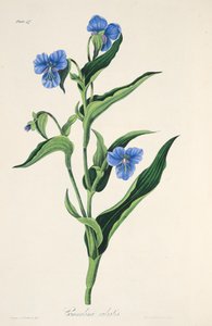 स्काई-ब्लू कॉमेलिना, सीज़न्स के फ्लोरल इलस्ट्रेशन से, पब से। 1829 (हाथ के रंग का उत्कीर्णन) द्वारा मार्गरेट रोसको