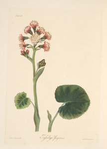 विंटर हेलियोट्रोप, सीज़न के पुष्प चित्र, पब से। 1829 (हाथ के रंग का उत्कीर्णन) द्वारा मार्गरेट रोसको