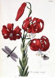 Lys (लिली) पर्पल कर्व्ड - "" सूरीनाम के कीड़ों का सामान्य इतिहास और पूरे यूरोप में"" मारिया सिबला डे मेरियन द्वारा, एड। डेसनोस, पेरिस द्वारा मारिया सिबला मेरियन
