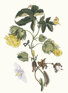 Cotonier। मेटामोर्फोसिस इन्सेक्टोरम सूरीनामेंसियम पुस्तक से, 1705। द्वारा मारिया सिबला मेरियन