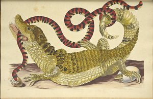 चश्मदीद कैमान कैमान मगरमच्छ और एक झूठा मूंगा सांप, 1705। द्वारा मारिया सिबला मेरियन