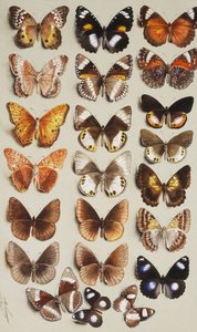 तीन स्तंभों में दो तितलियों, सभी परिवार Nymphalidae से संबंधित हैं,