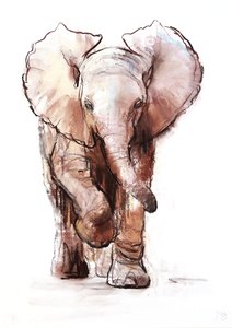 बेबी हाथी, लोइसाबा, 2018 द्वारा मार्क एडलिंगटन
