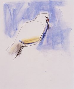 कबूतर, त्रासिया, 1998 (ग्रेफाइट, लकड़ी का कोयला और कागज़ पर) द्वारा मार्क एडलिंगटन