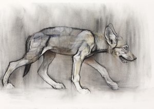 लीन पुप (अरेबियन वुल्फ), 2009 (कागज पर und charcoal) द्वारा मार्क एडलिंगटन