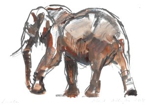 लोइसाबा संरक्षण, 2018 द्वारा मार्क एडलिंगटन