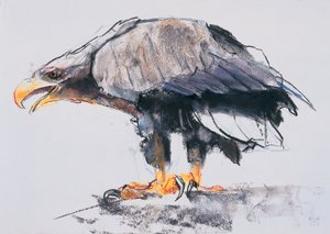 व्हाइट टेल्ड सी ईगल, 2001 (कागज पर कोयला का कोयला द्वारा मार्क एडलिंगटन