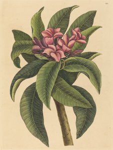 रेड फ्रेंगिपन्नी प्लुमेरिया रूब्रा, 1731-1743 में प्रकाशित। द्वारा मार्क केट्सबी